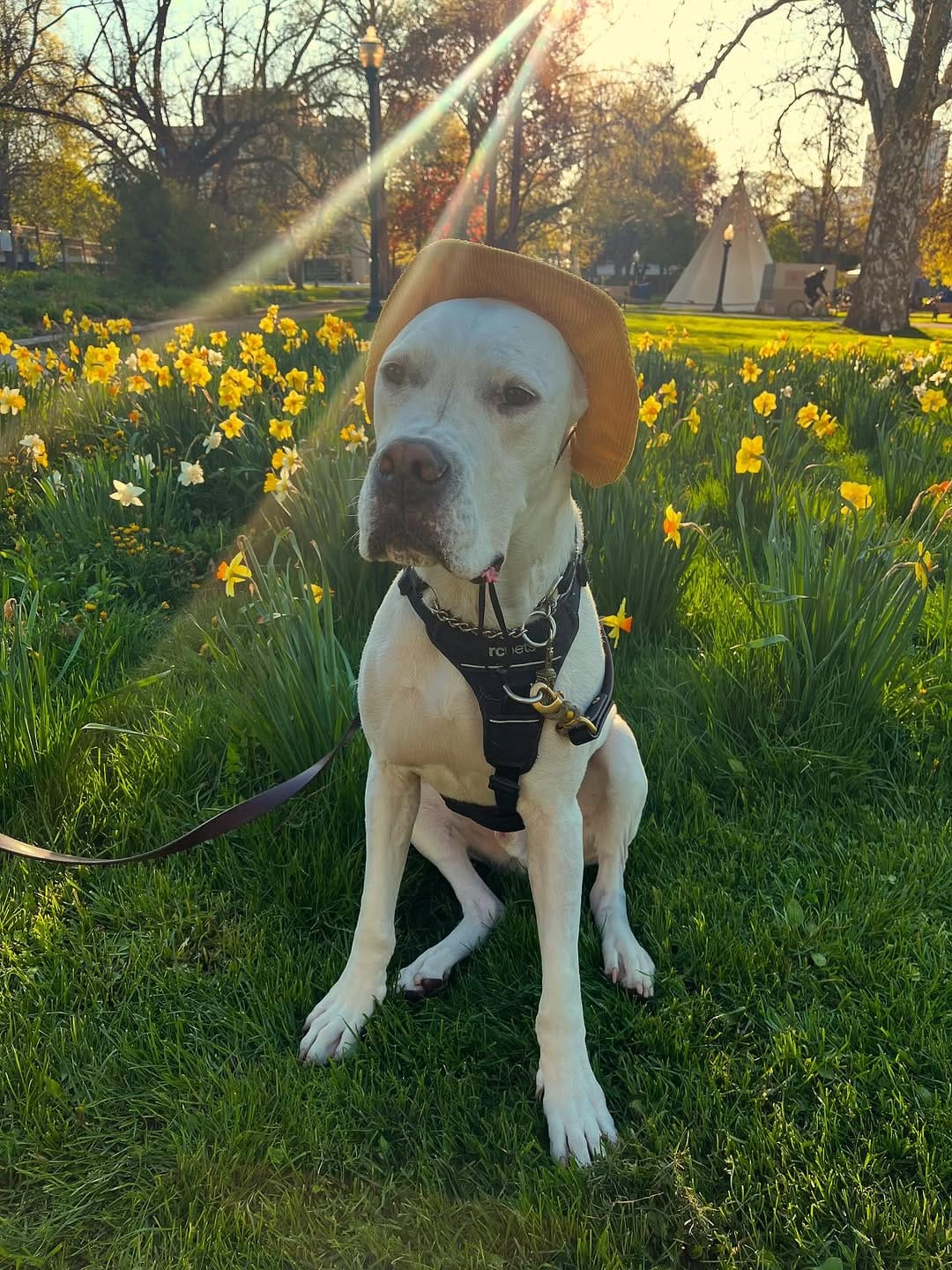 Post 3 by Running Dogs on Instagram (carousel)