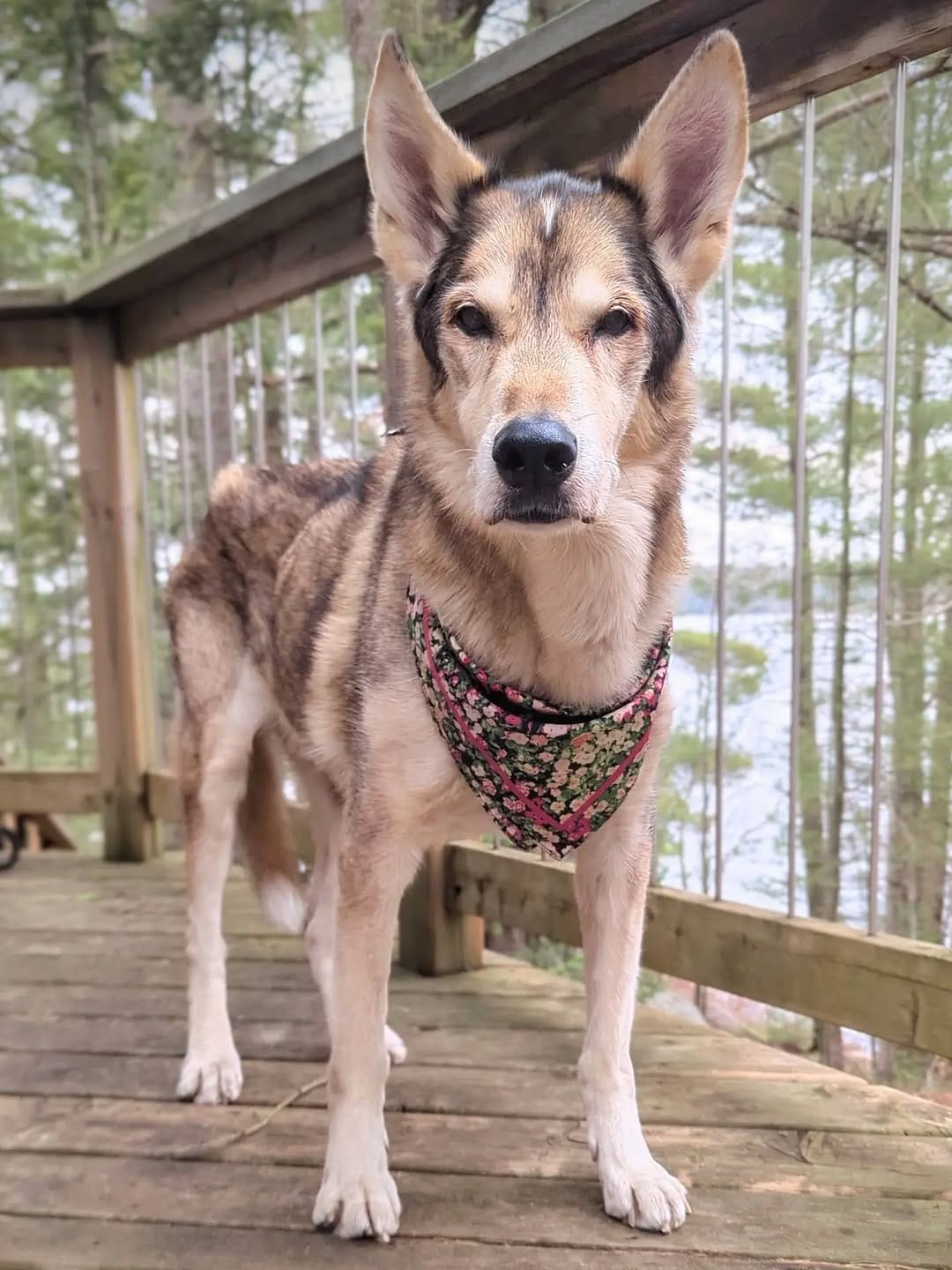 Post 1 by Running Dogs on Instagram (image)