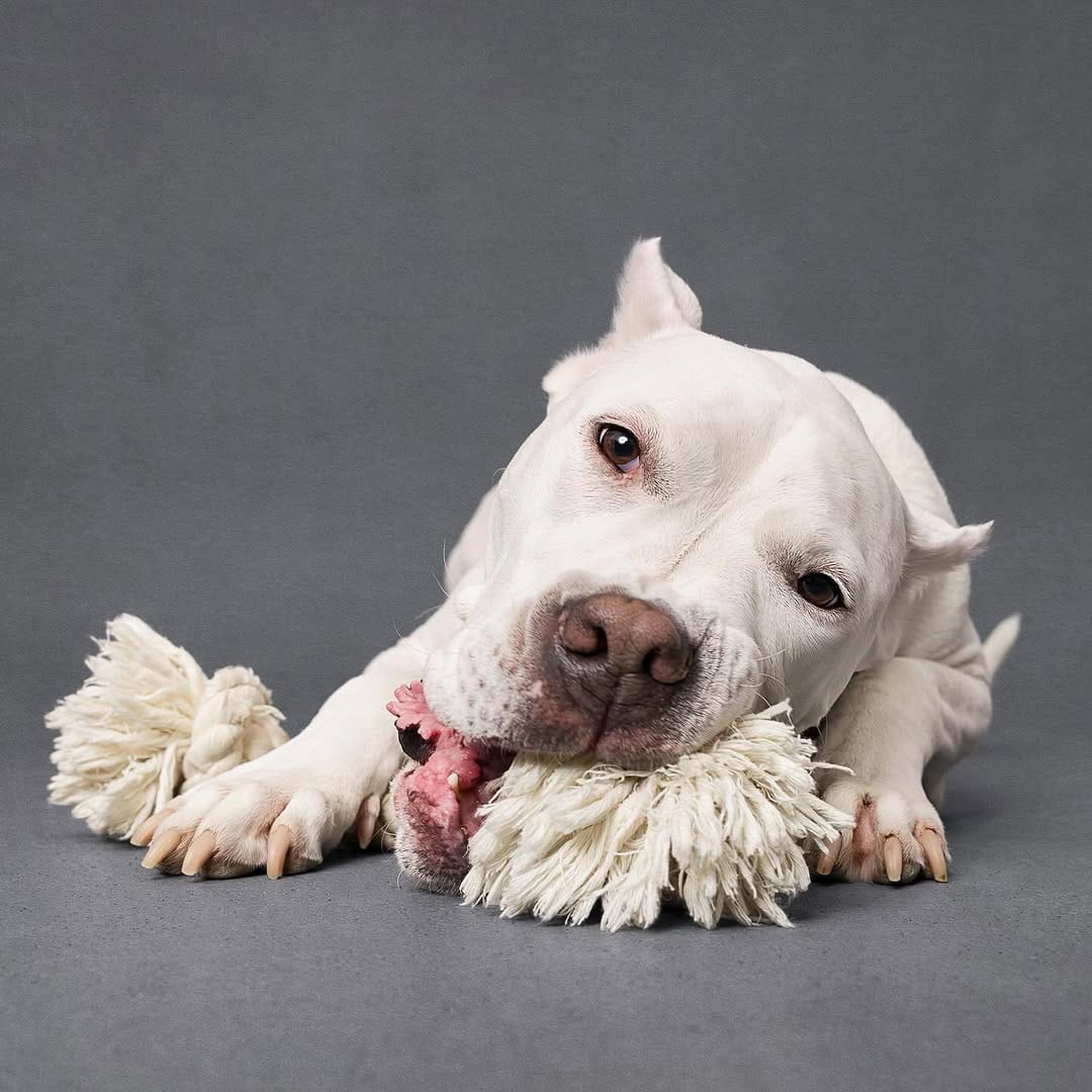 Post 10 by Running Dogs on Instagram (carousel)
