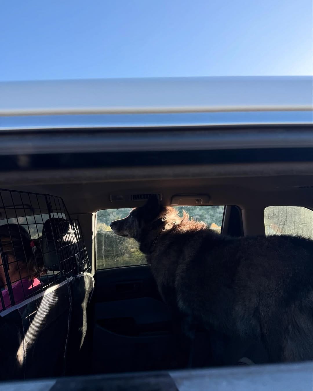 Post 10 by Faelen & Maeve Wolfdogs on Instagram (carousel)
