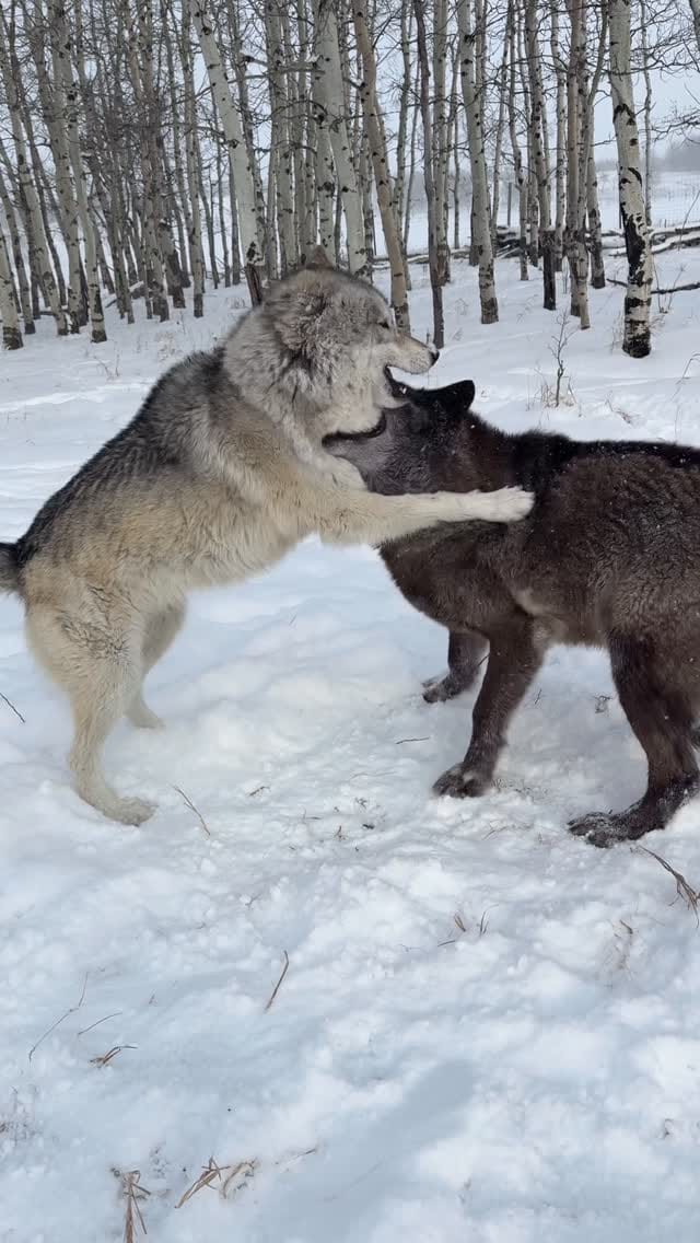 Post 4 by Faelen & Maeve Wolfdogs on Instagram (video)