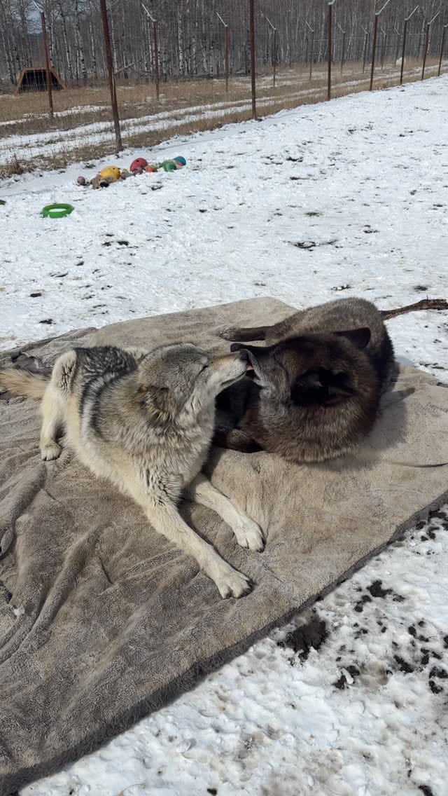 Post 2 by Faelen & Maeve Wolfdogs on Instagram (video)