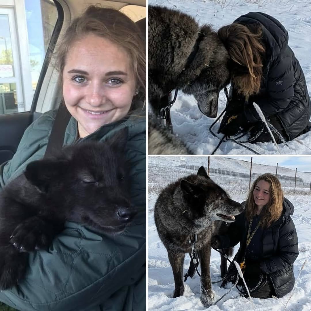 Post 3 by Faelen & Maeve Wolfdogs on Instagram (carousel)