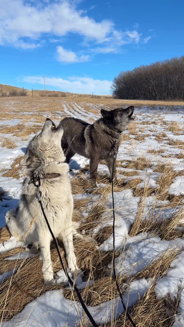 Post 5 by Faelen & Maeve Wolfdogs on Instagram (video)