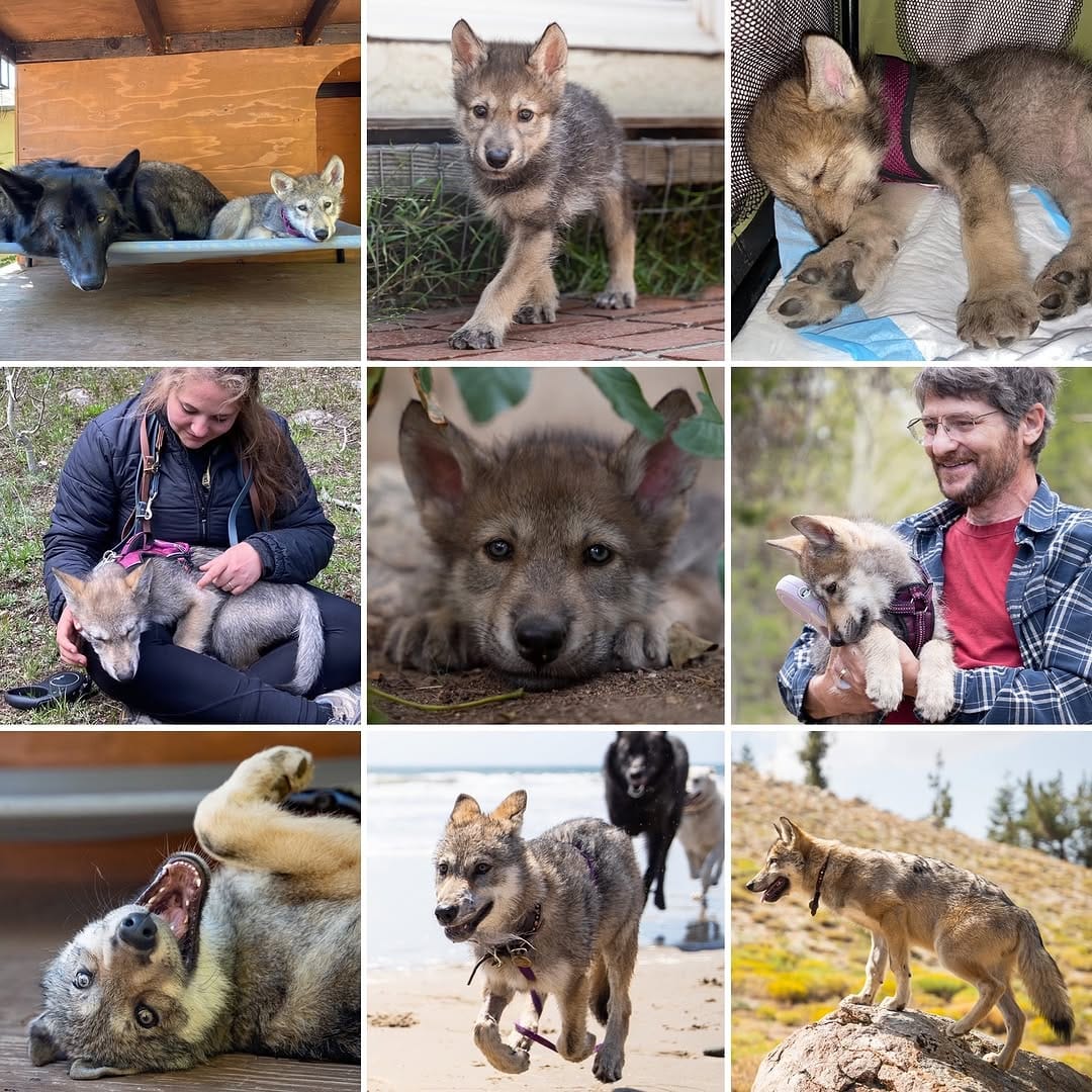 Post 1 by Faelen & Maeve Wolfdogs on Instagram (carousel)