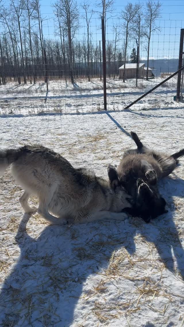 Post 7 by Faelen & Maeve Wolfdogs on Instagram (video)