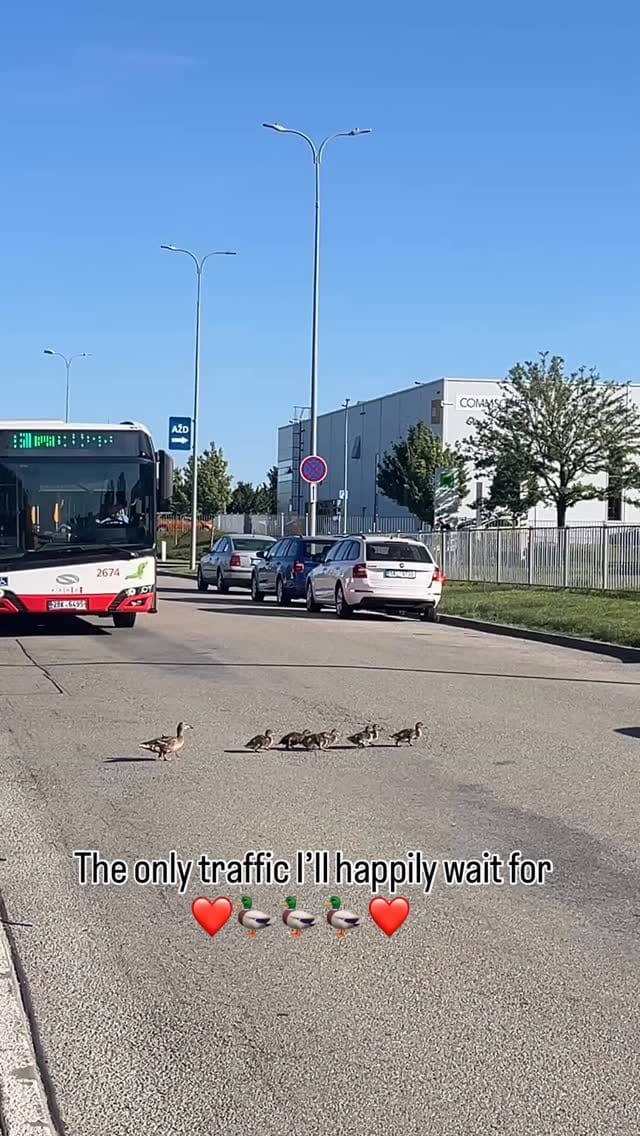 Post 9 by Only BRNO | Where, When, What in BRNO on Instagram (video)