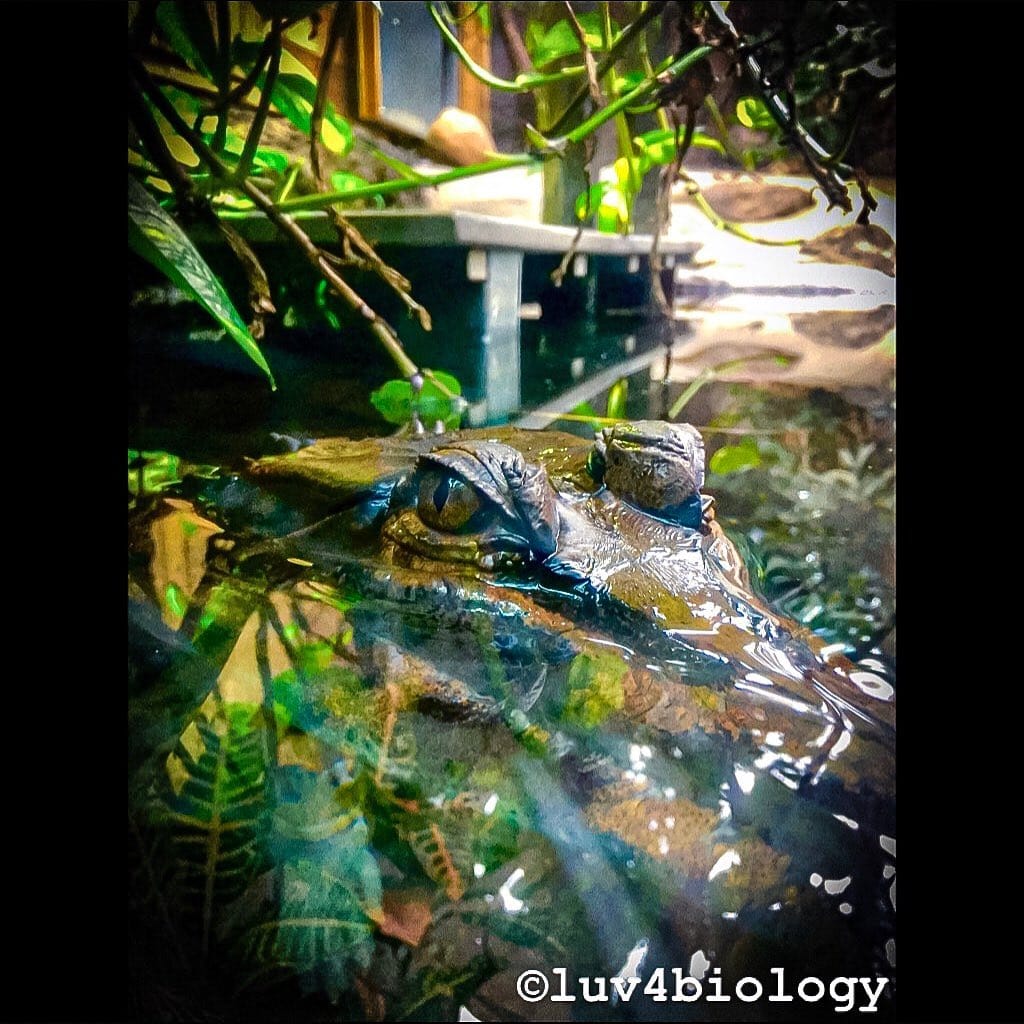 Post 5 by Biology🦋🐣🌿 on Instagram (image)