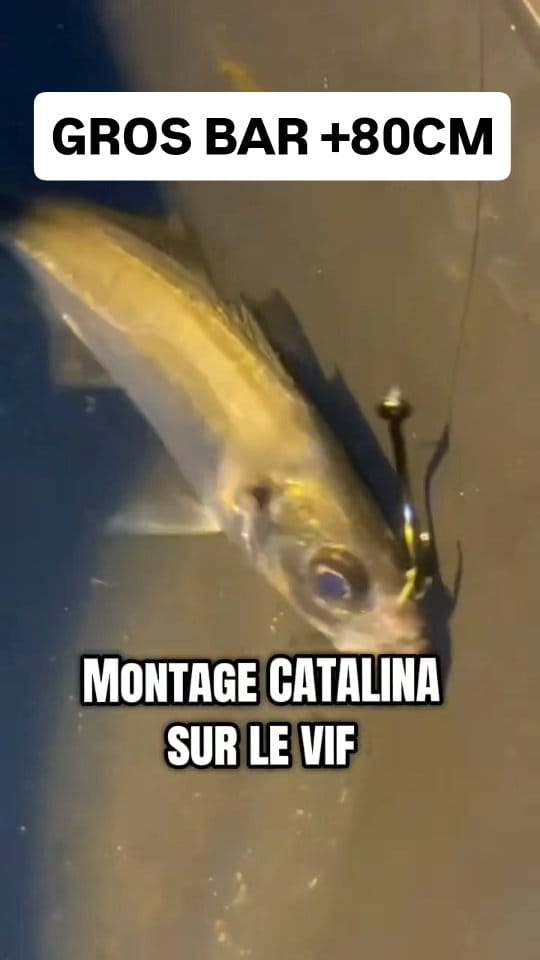 Post 4 by Spot-de-peche.com on Instagram (video)
