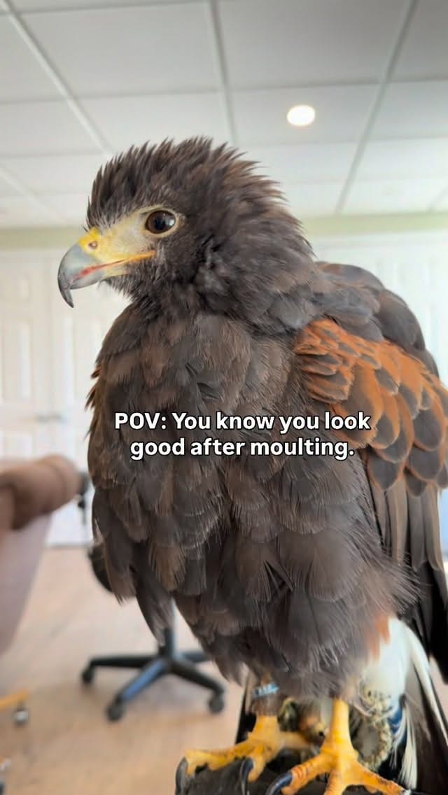 Post 10 by Hawkeye Bird & Animal Control on Instagram (video)