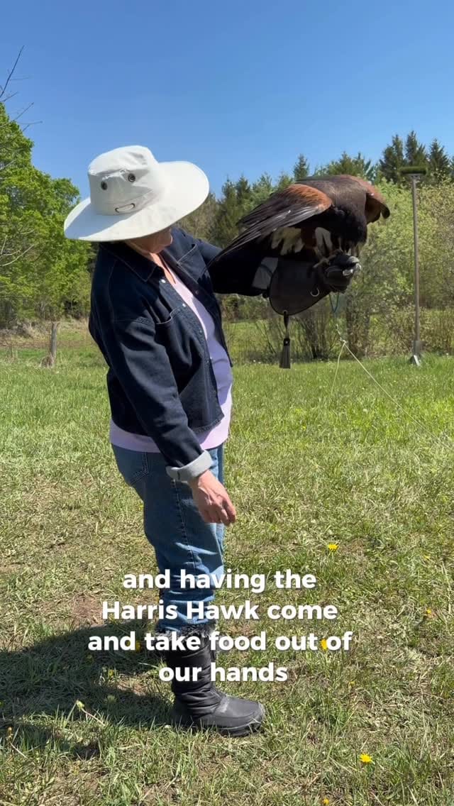 Post 2 by Hawkeye Bird & Animal Control on Instagram (video)