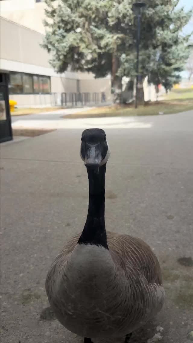 Post 4 by University of Calgary on Instagram (video)