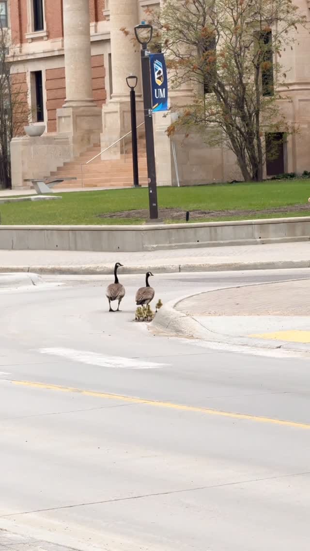 Post 7 by University of Manitoba Student on Instagram (video)