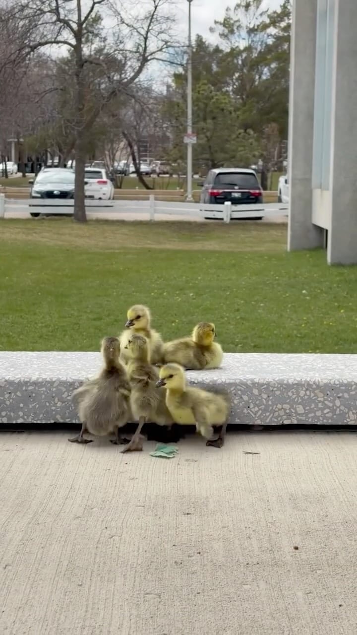 Post 1 by University of Manitoba Student on Instagram (video)