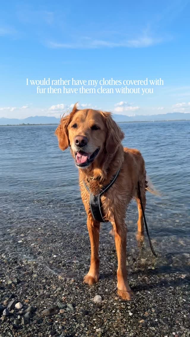Post 3 by RUDDER + Mikayla | dog friendly adventures 🐾 on Instagram (video)
