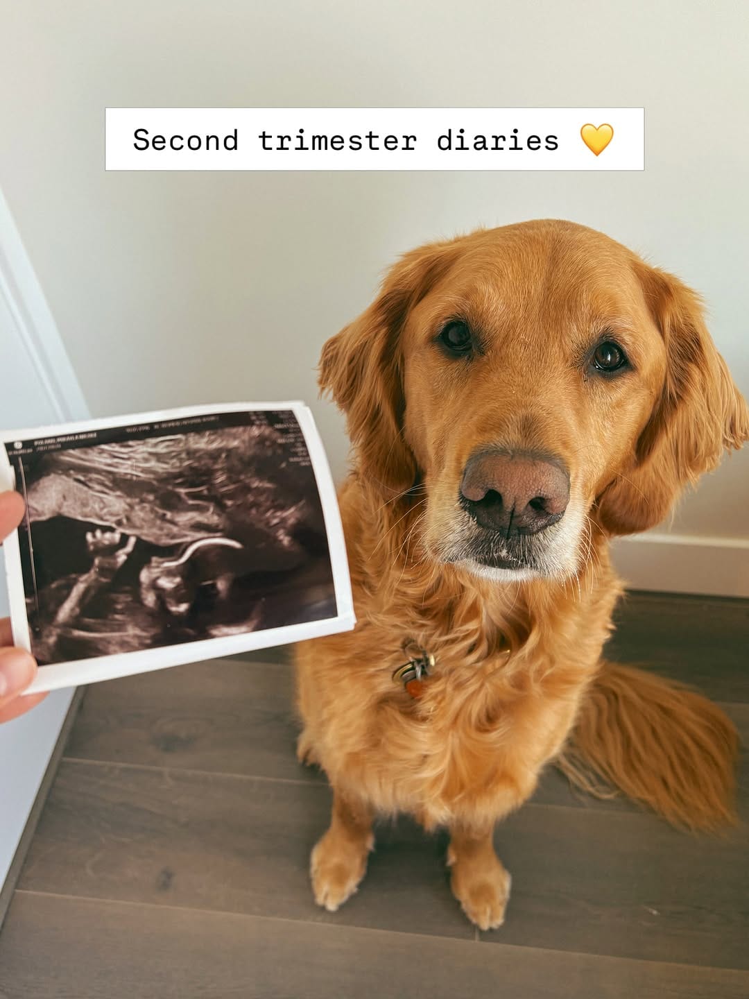 Post 5 by RUDDER + Mikayla | dog friendly adventures 🐾 on Instagram (carousel)