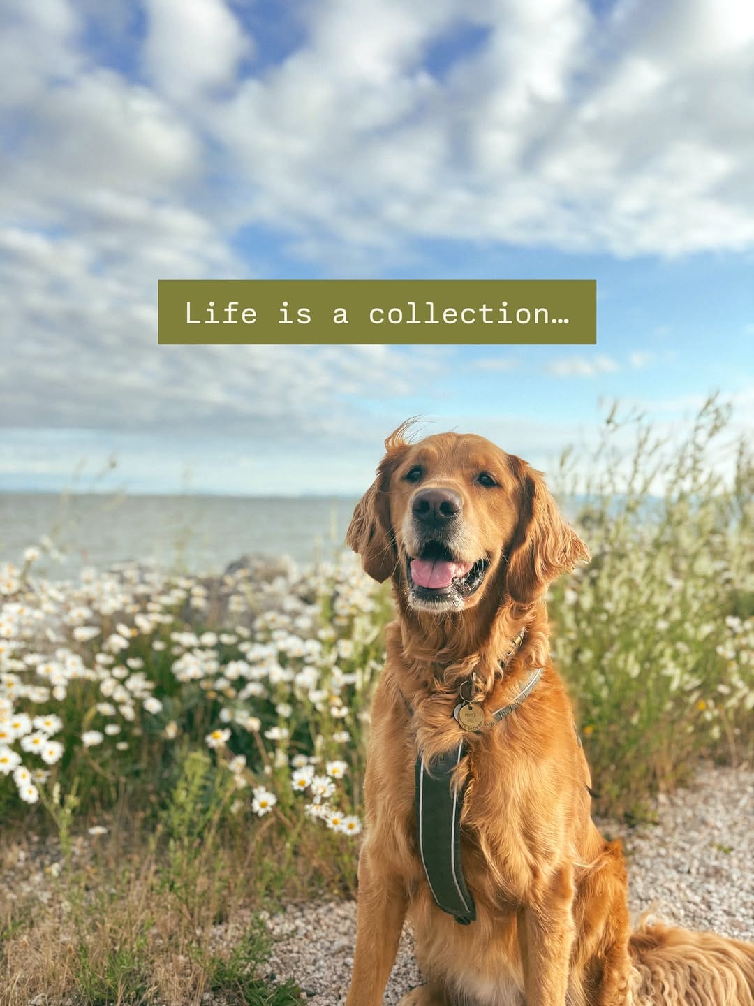 Post 2 by RUDDER + Mikayla | dog friendly adventures 🐾 on Instagram (carousel)