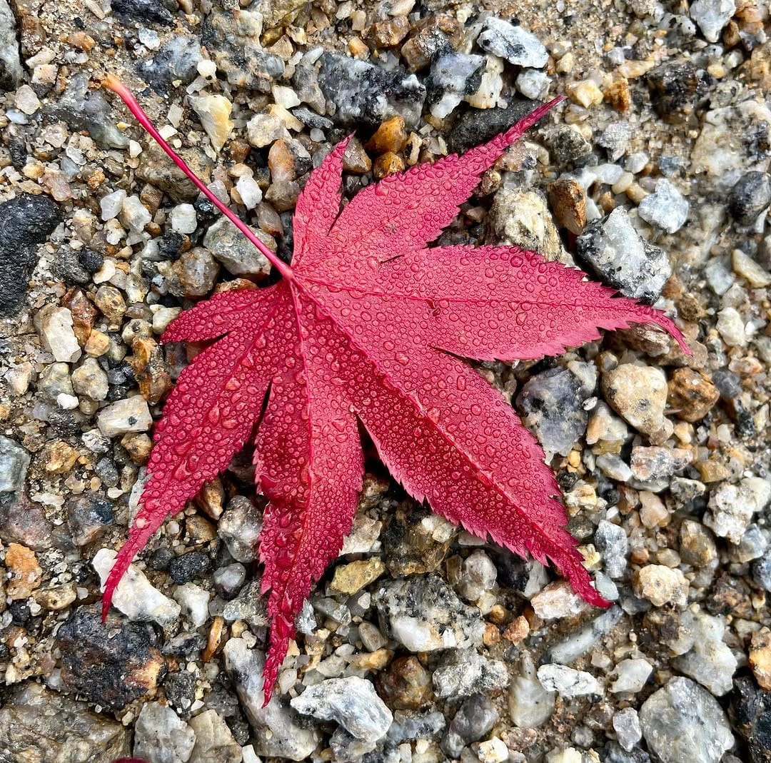 Post 5 by Serenity Essentials 🌿 on Instagram (image)