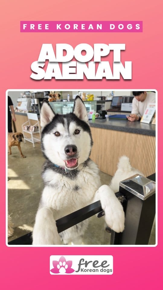 Post 8 by Free Korean Dogs on Instagram (video)