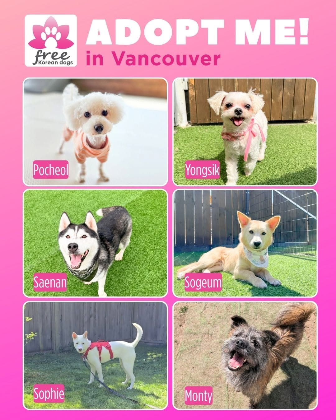 Post 1 by Free Korean Dogs on Instagram (carousel)