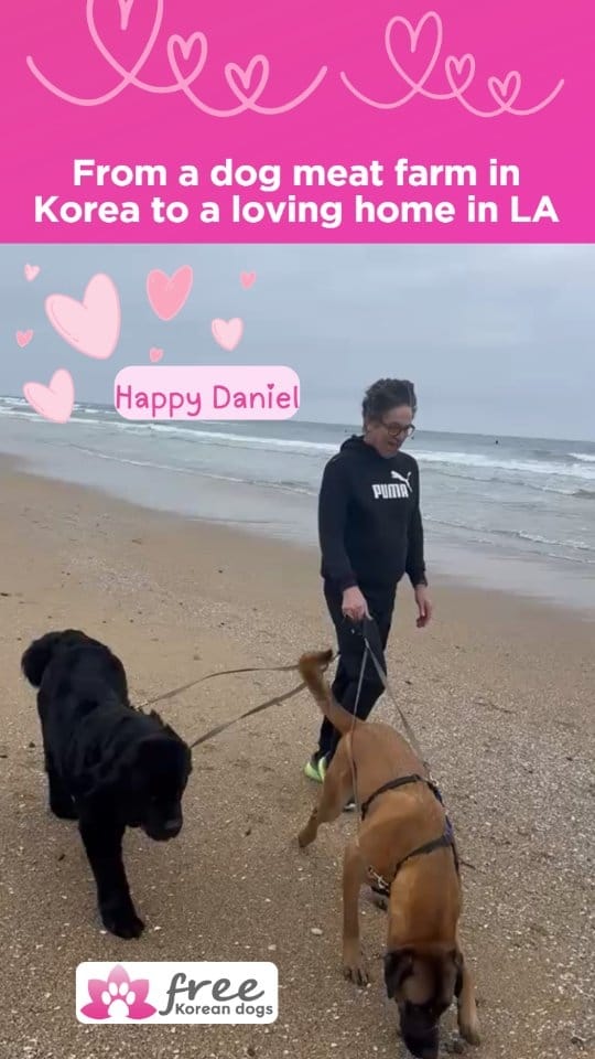 Post 5 by Free Korean Dogs on Instagram (video)