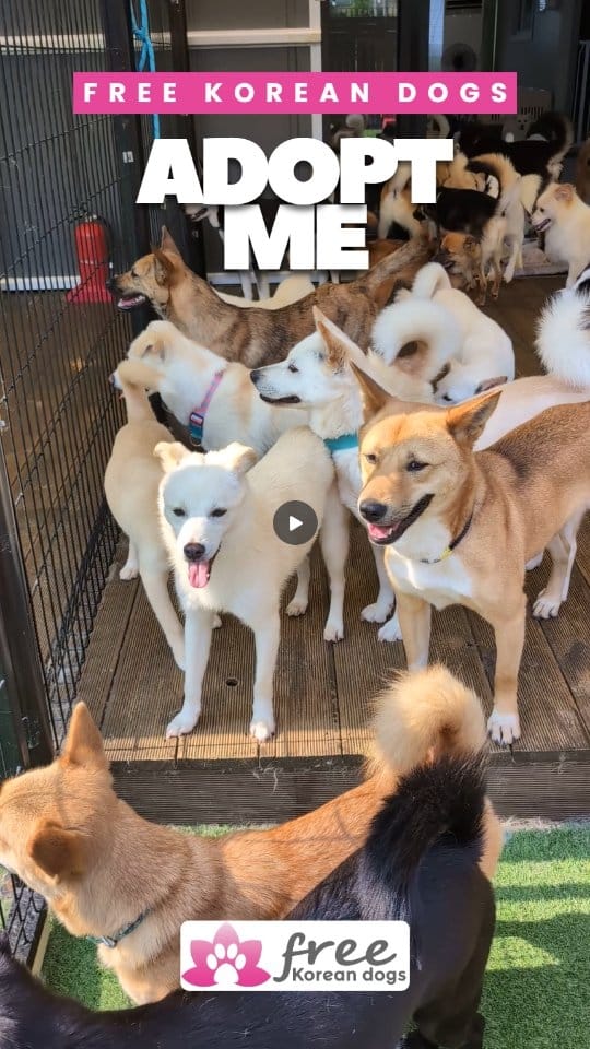 Post 9 by Free Korean Dogs on Instagram (video)