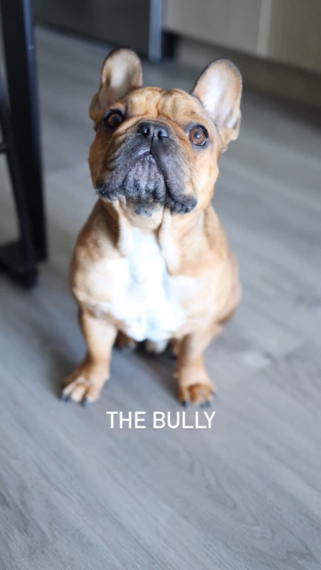 Post 10 by Kevin & Kayla • Dog Mom Life • on Instagram (video)