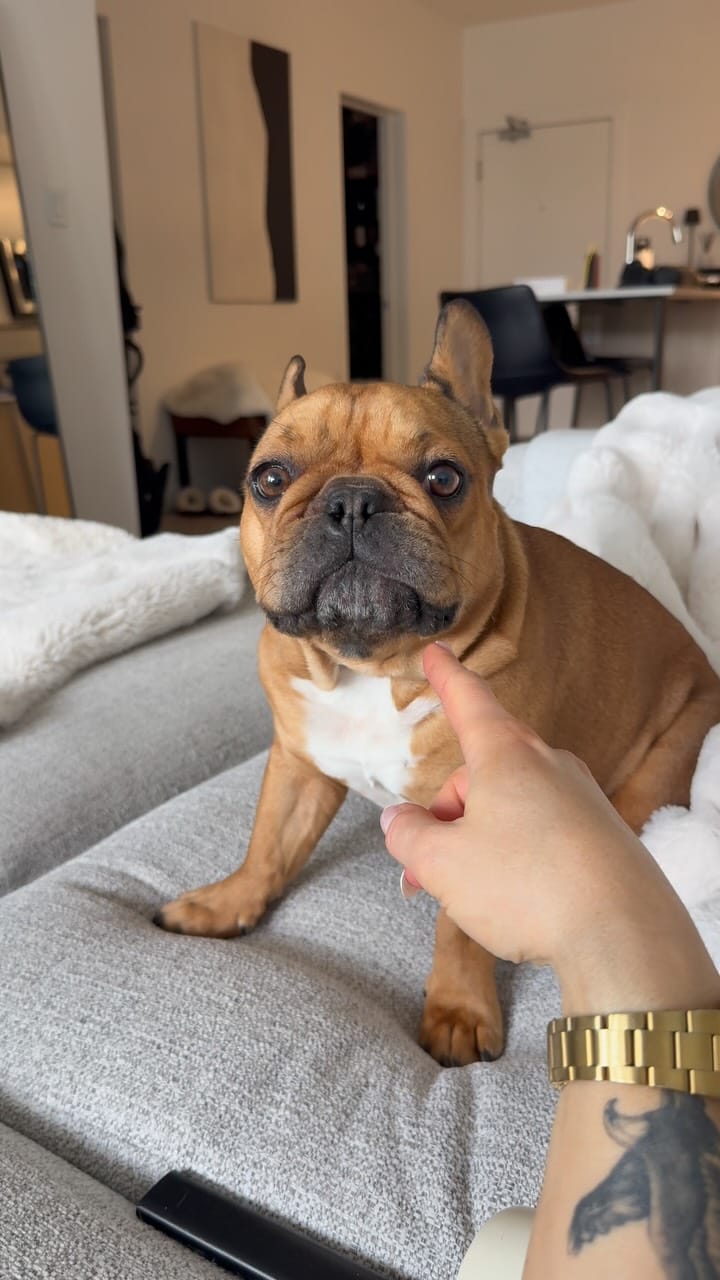 Post 1 by Kevin & Kayla • Dog Mom Life • on Instagram (video)