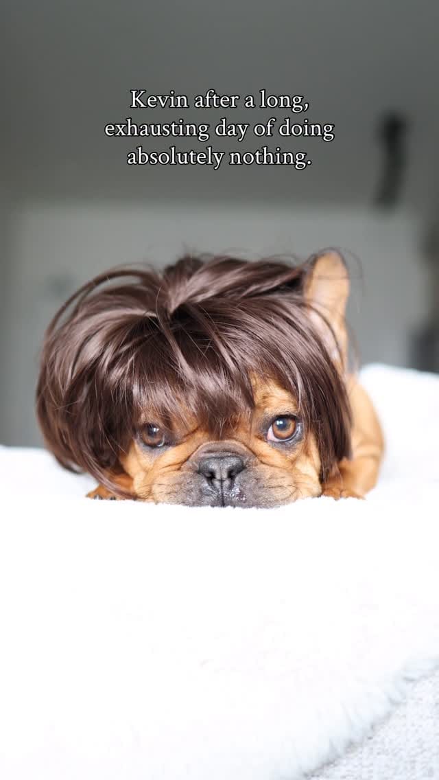 Post 8 by Kevin & Kayla • Dog Mom Life • on Instagram (video)