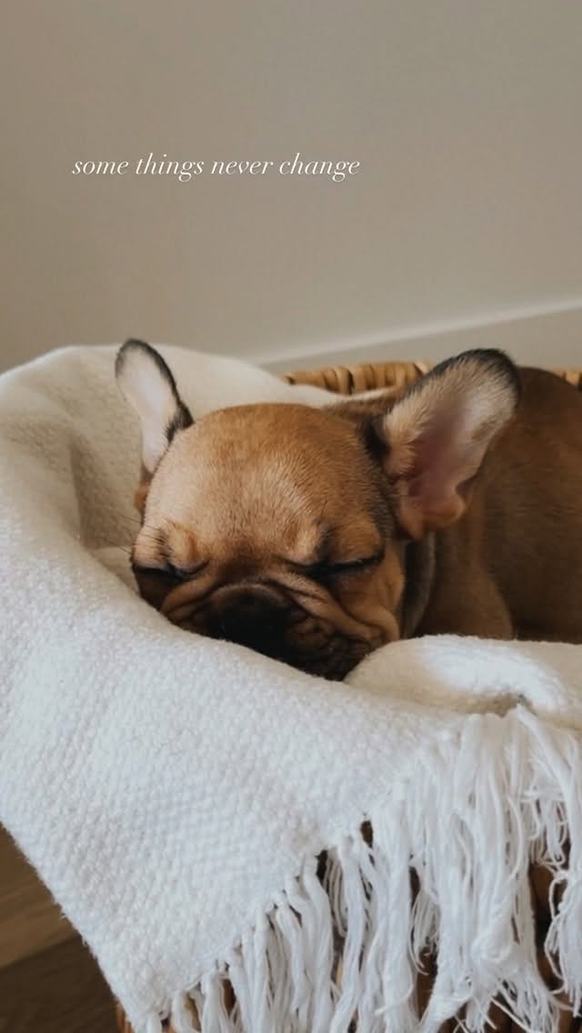 Post 5 by Kevin & Kayla • Dog Mom Life • on Instagram (video)