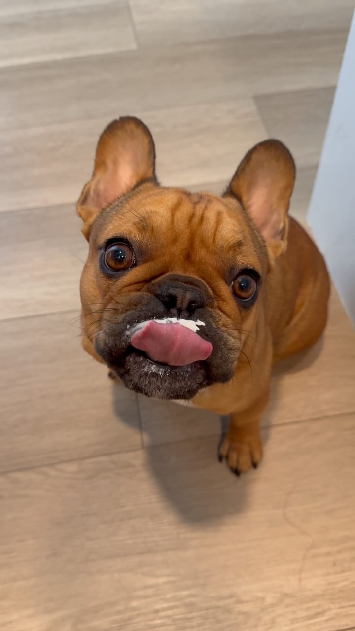 Post 2 by Kevin & Kayla • Dog Mom Life • on Instagram (video)