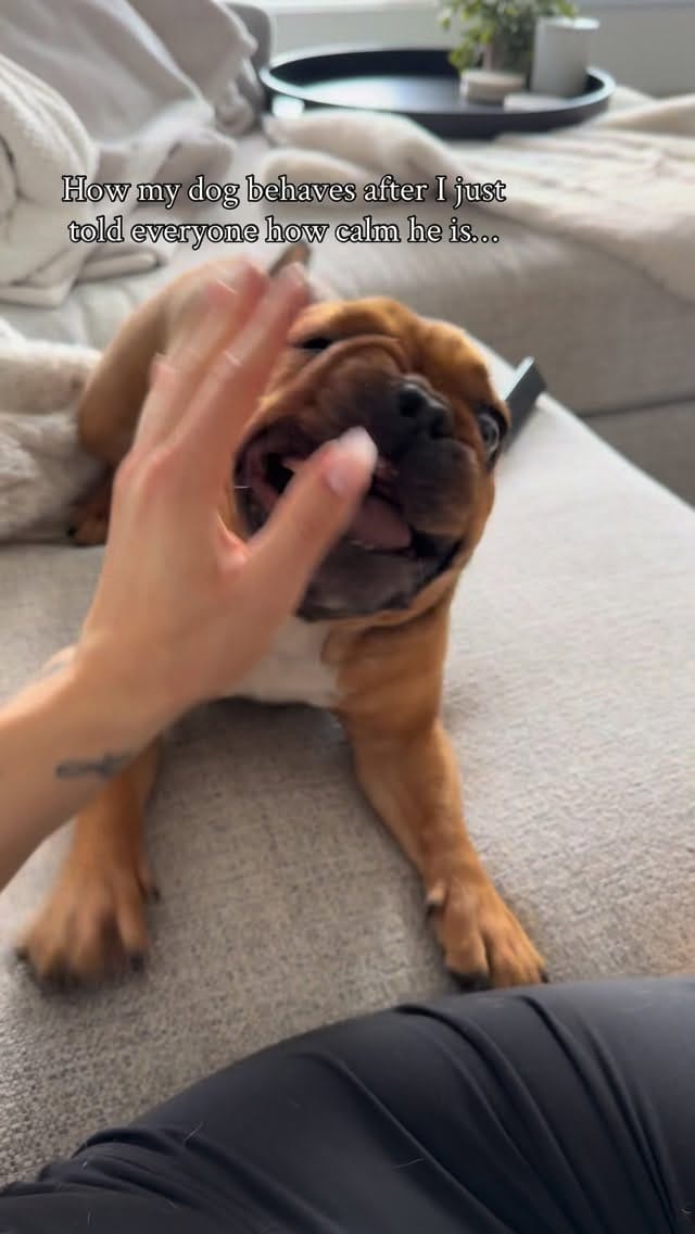 Post 7 by Kevin & Kayla • Dog Mom Life • on Instagram (video)