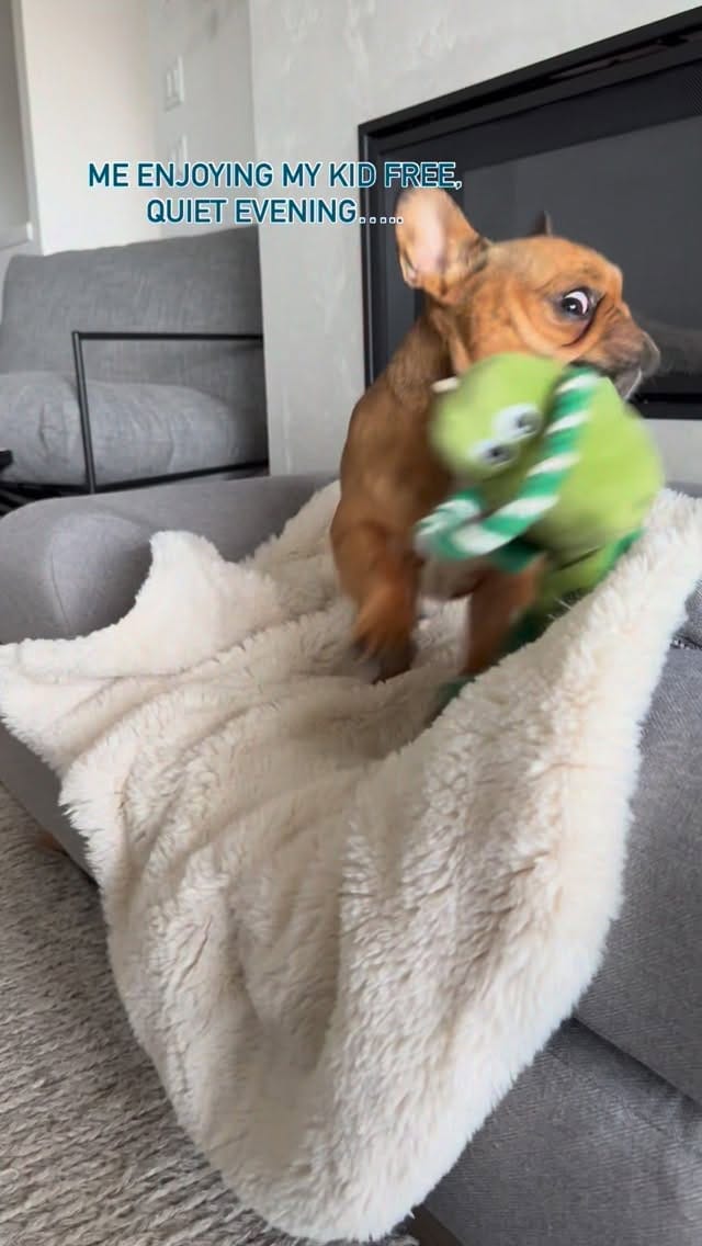 Post 6 by Kevin & Kayla • Dog Mom Life • on Instagram (video)