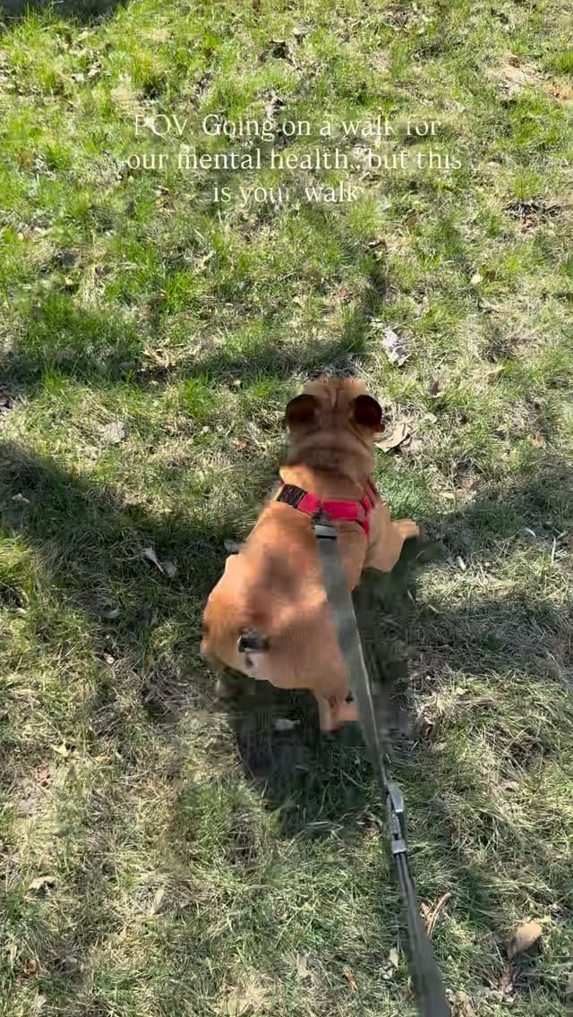 Post 9 by Kevin & Kayla • Dog Mom Life • on Instagram (video)