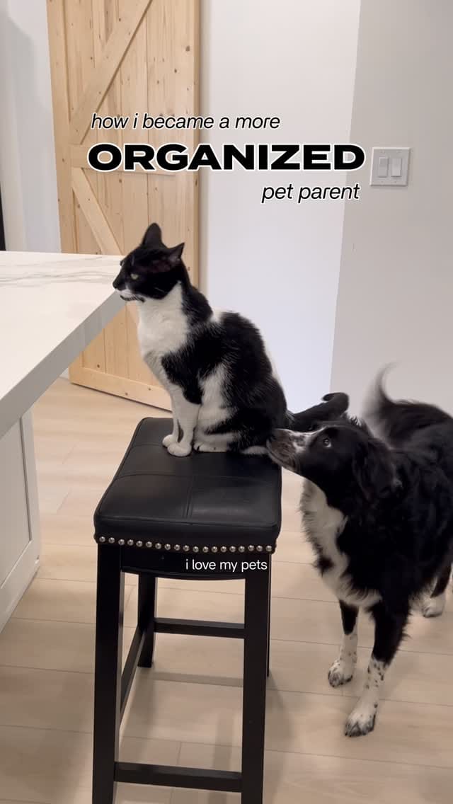 Post 3 by Murph & Jim || pet content creators on Instagram (video)
