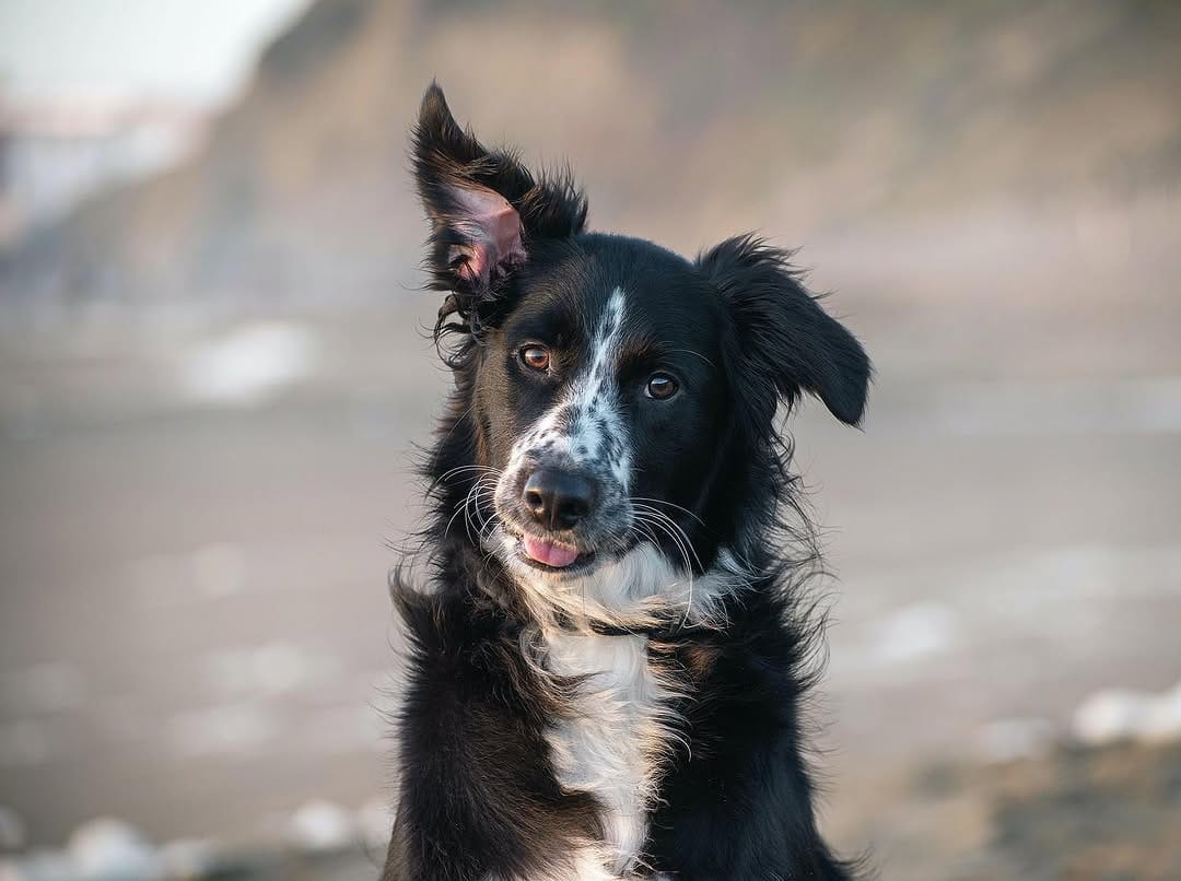 Post 10 by Murph & Jim || pet content creators on Instagram (carousel)