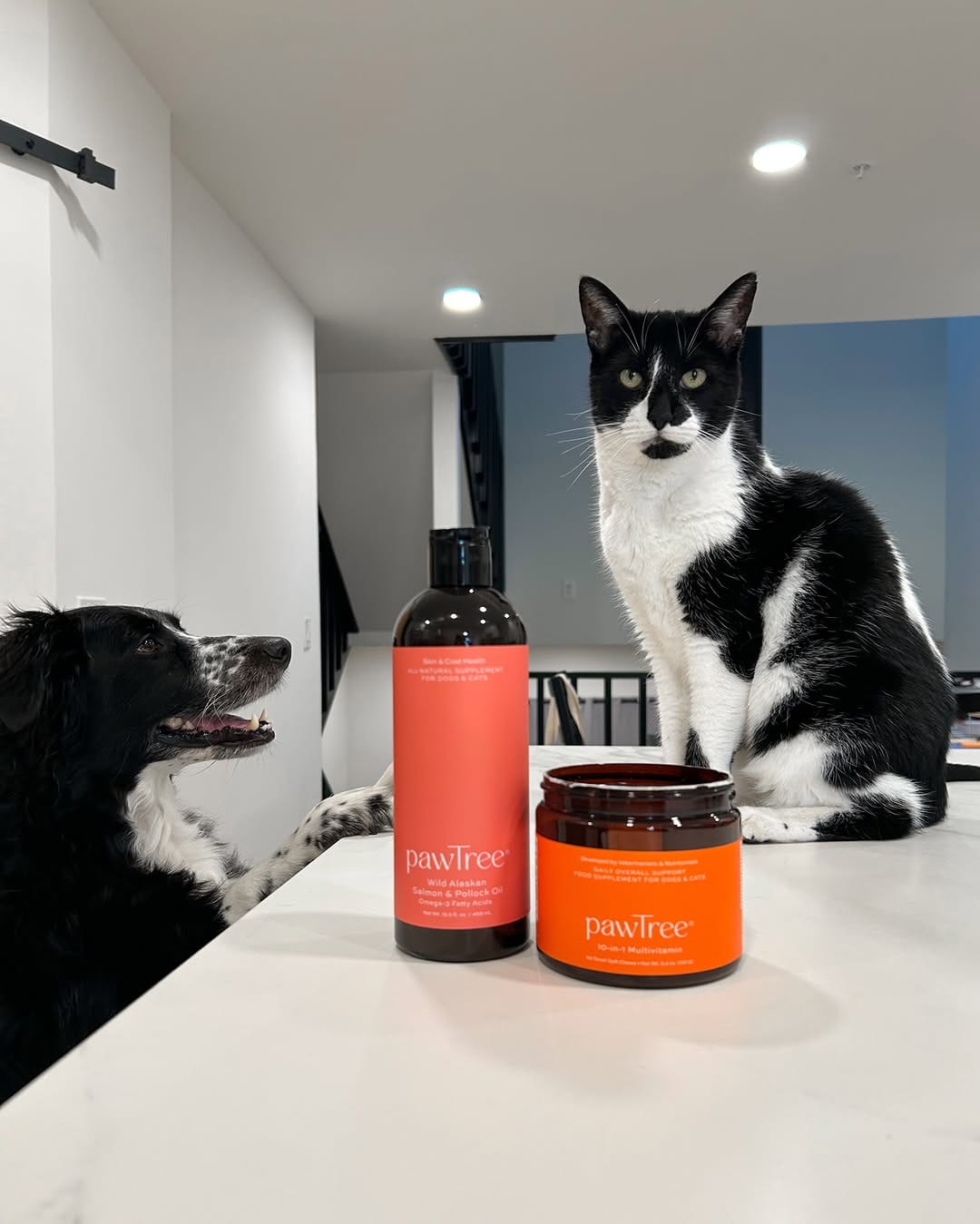 Post 6 by Murph & Jim || pet content creators on Instagram (image)