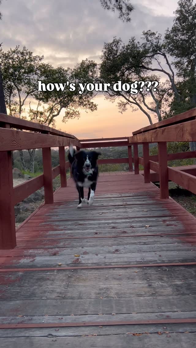 Post 7 by Murph & Jim || pet content creators on Instagram (video)
