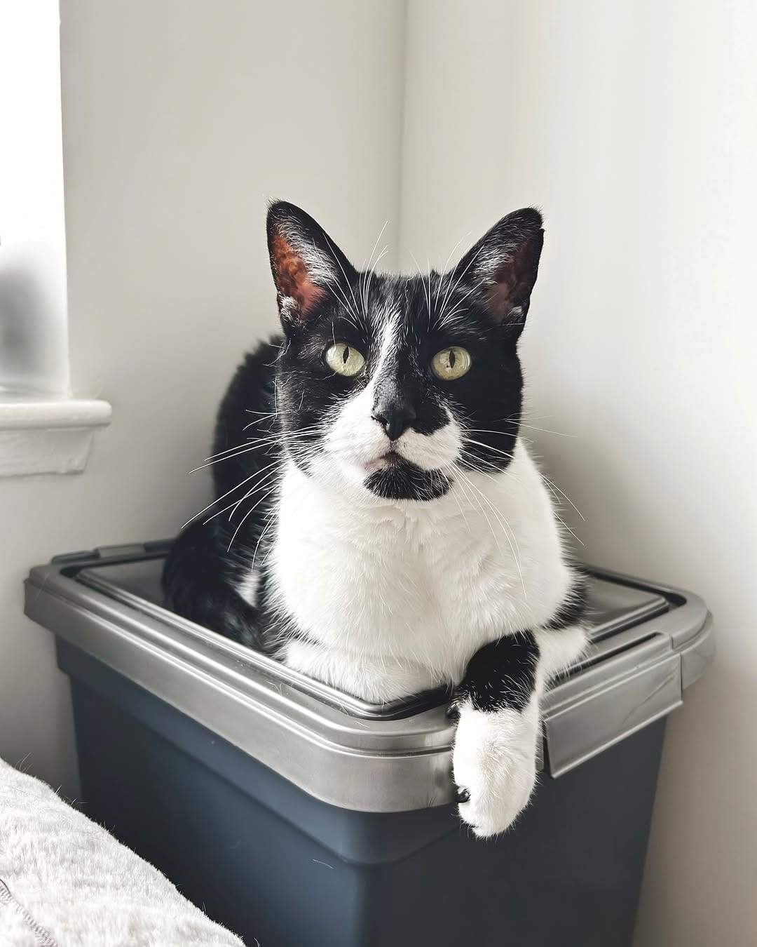 Post 8 by Murph & Jim || pet content creators on Instagram (image)