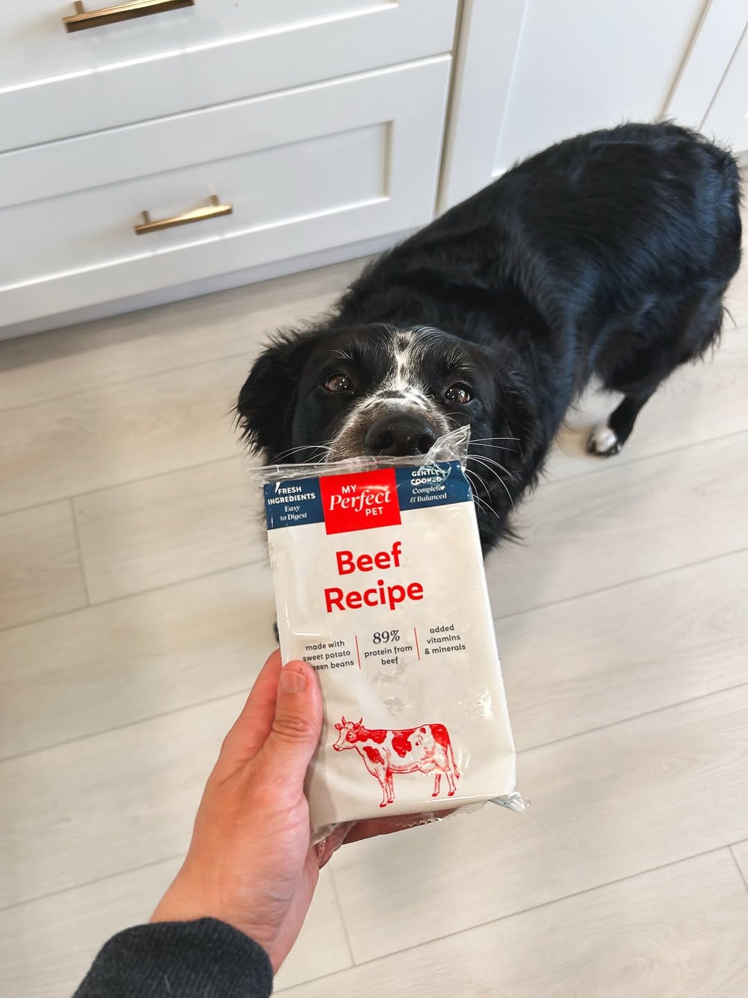 Post 1 by Murph & Jim || pet content creators on Instagram (image)