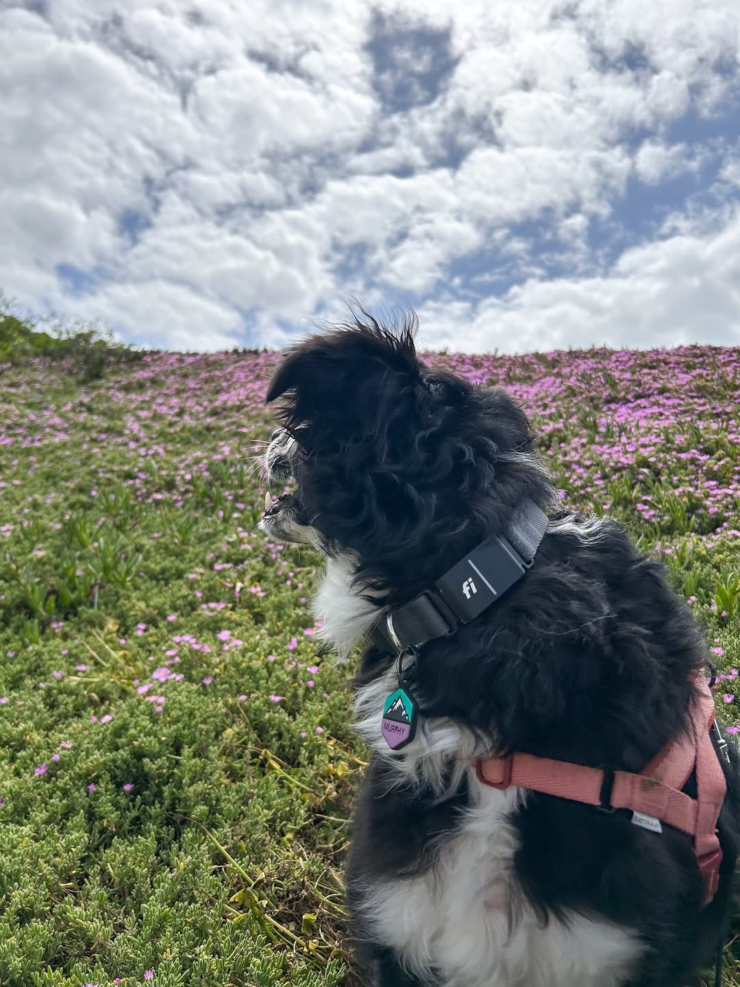 Post 5 by Murph & Jim || pet content creators on Instagram (image)
