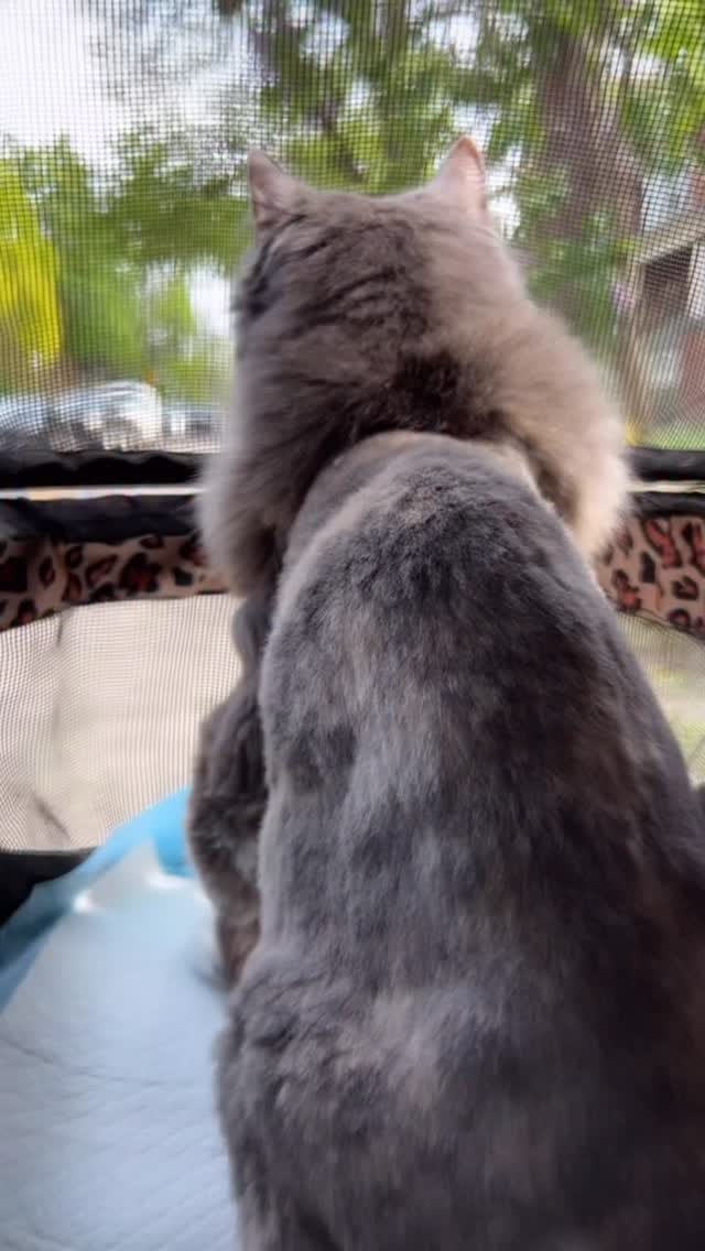 Post 5 by Jackie Pirico on Instagram (video)