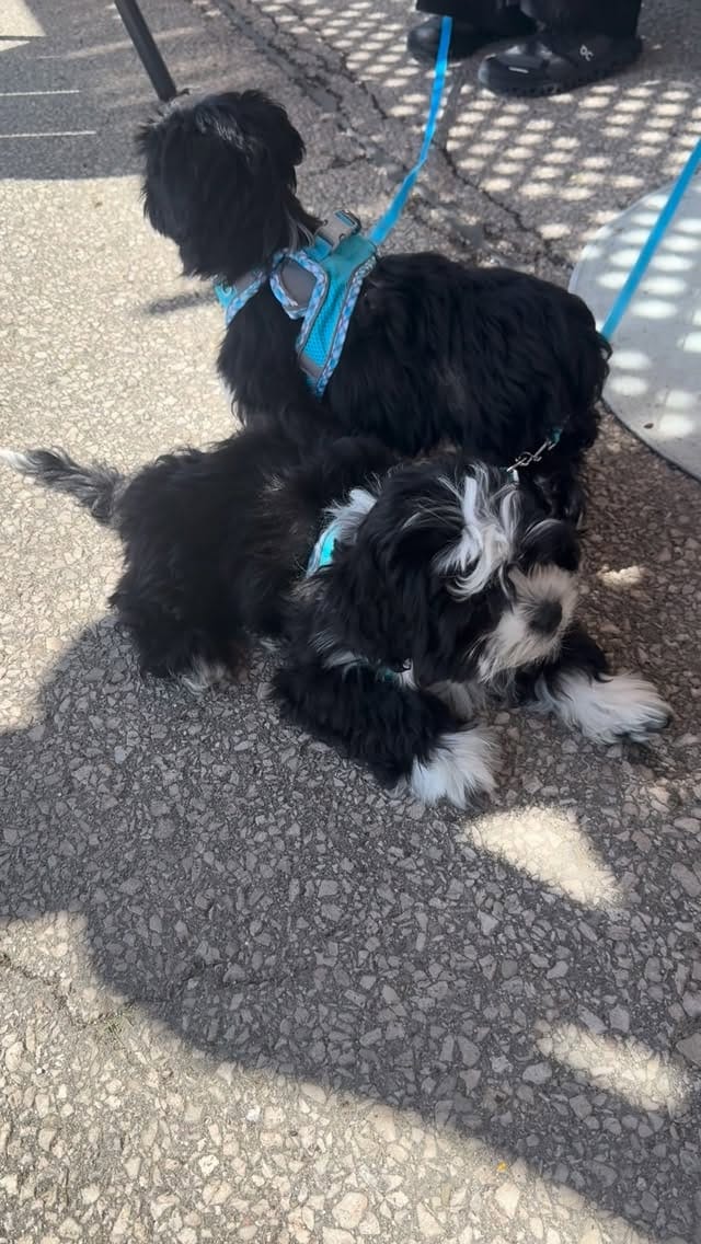 Post 8 by Mattie's Place on Instagram (video)