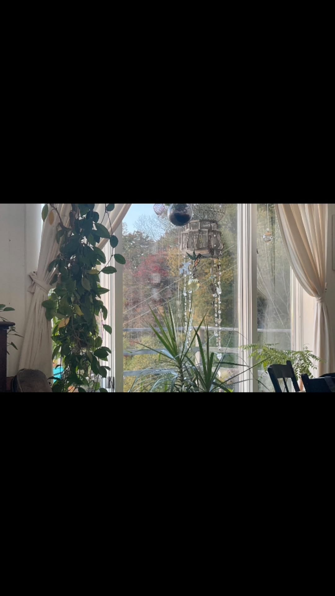Post 10 by Flower Power Herbs and Roots on Instagram (video)