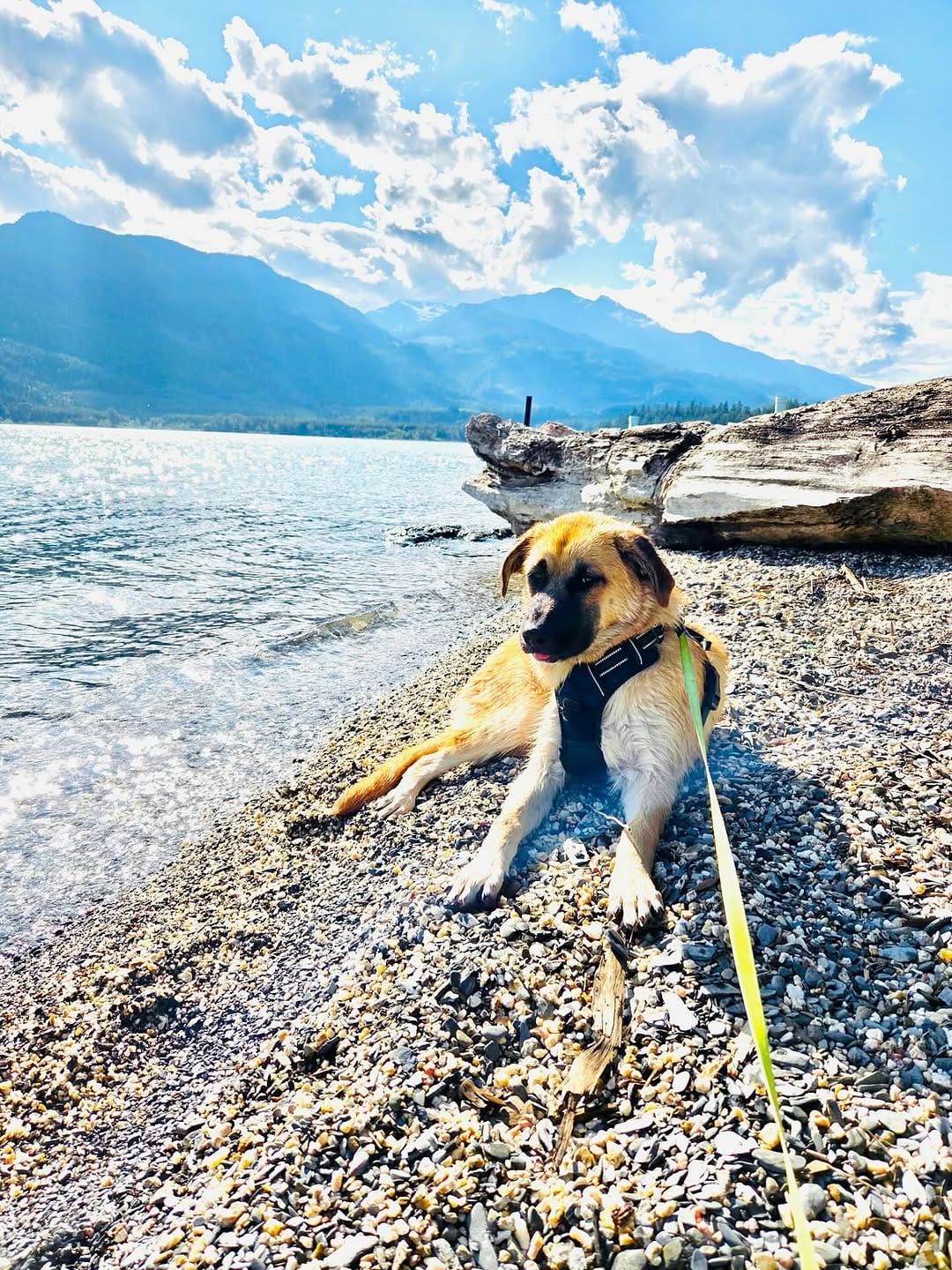 Post 7 by Big and Small Rescue on Instagram (image)