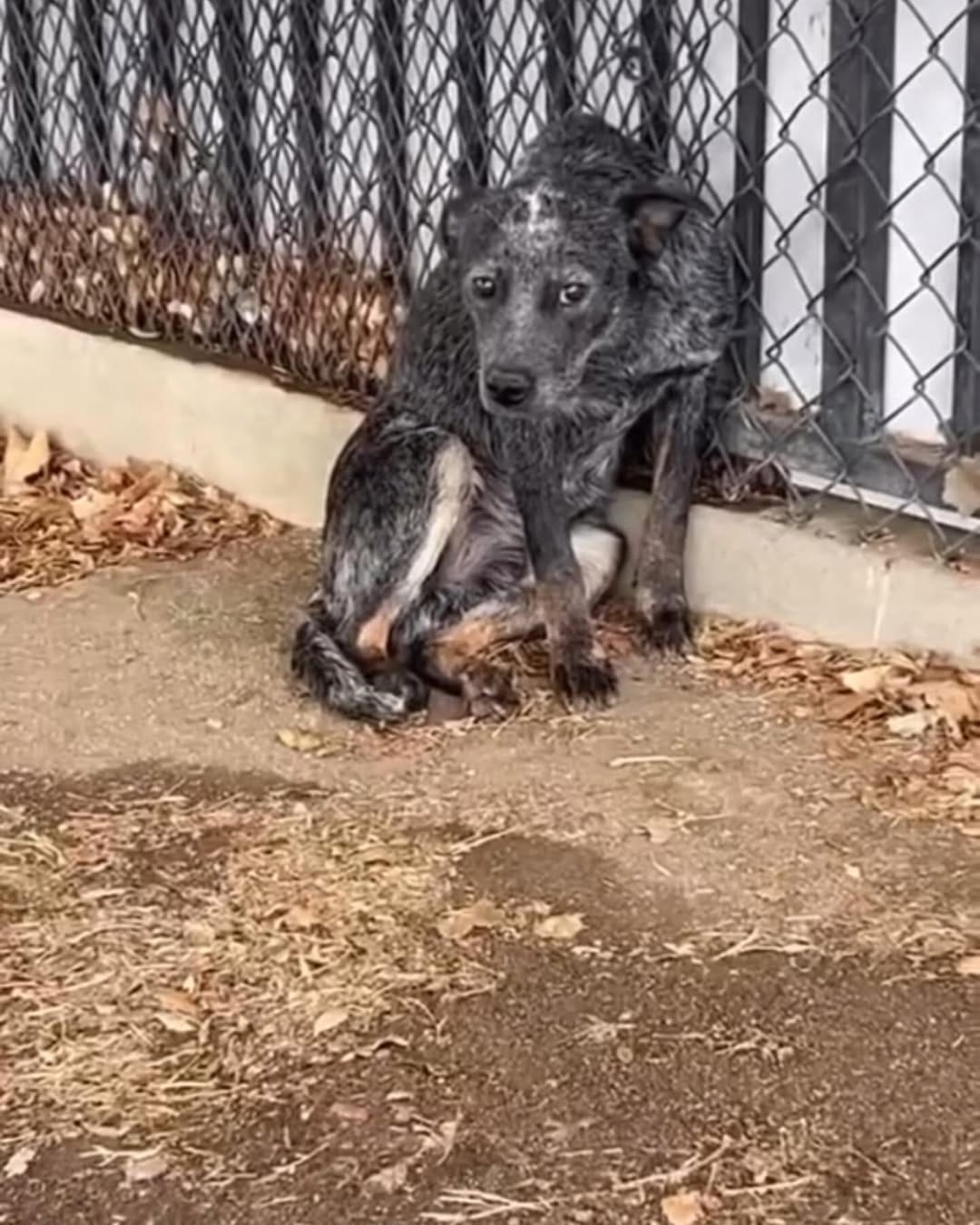 Post 9 by Big and Small Rescue on Instagram (image)