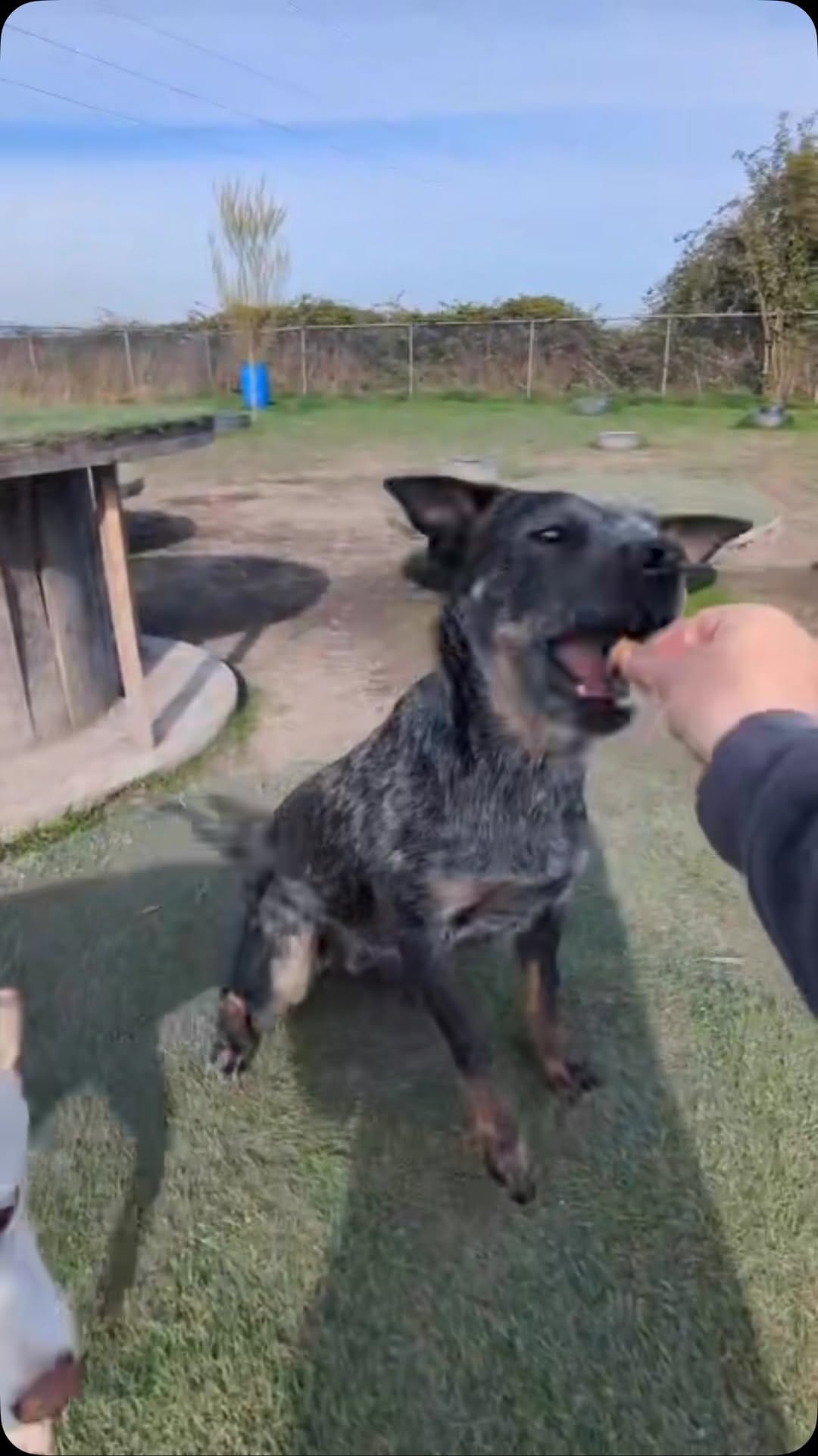 Post 10 by Big and Small Rescue on Instagram (video)
