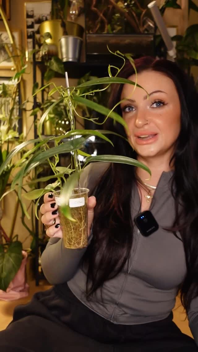 Post 6 by Franca Frankenstein on Instagram (video)