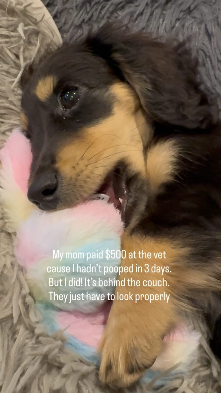 Post 6 by Magnolia, Barry & Reese on Instagram (video)