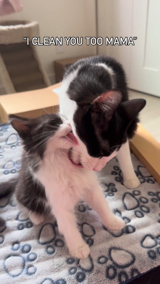 Post 6 by Cat Therapy and Rescue Society on Instagram (video)